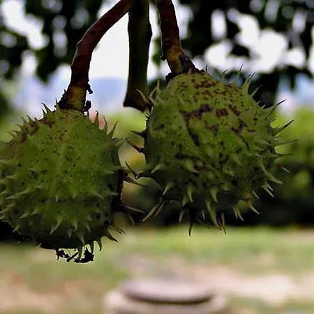 Appartamento Charm Of The Buda Hills *